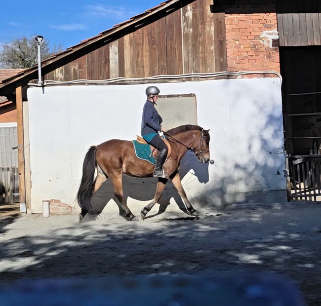 Jungpony zum weiter ausbilden!, Barbara Granig, Horses For Sale, Unterwart