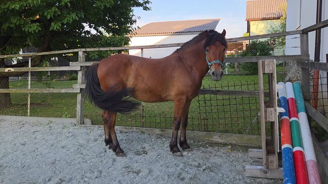 Jungpony zum weiter ausbilden!, Barbara Granig, Horses For Sale, Unterwart, Image 2