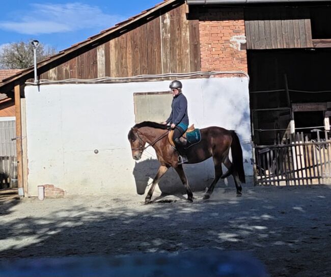 Jungpony zum weiter ausbilden!, Barbara Granig, Horses For Sale, Unterwart, Image 3