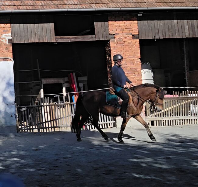 Jungpony zum weiter ausbilden!, Barbara Granig, Horses For Sale, Unterwart, Image 2