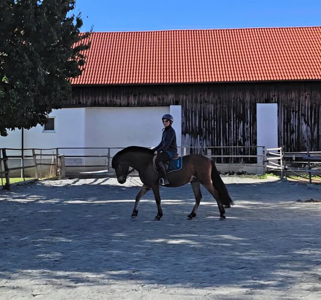 Jungpony zum weiter ausbilden!, Barbara Granig, Horses For Sale, Unterwart, Image 6