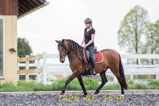 Junger PRE Wallach vielseitig begabt, ISPA - Iberische Sportpferde Agentur, Horses For Sale, Hausmannsstätten, Image 5