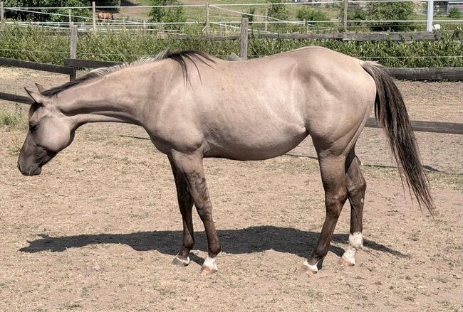 Junge Quarter Horse Nachwuchsstute mit außergewöhnlichem Charakter und Qualität, Kerstin Rehbehn (Pferdemarketing Ost), Horses For Sale, Nienburg