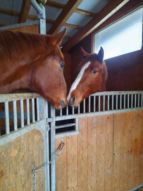 Junger roher Wallach, Rendl Nicole , Horses For Sale, Kallham , Image 6