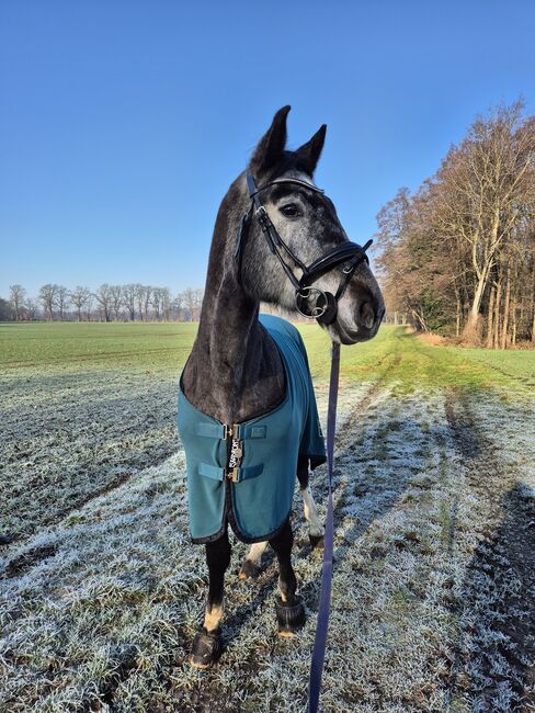 Junger braver Oldenburger Freizeit pferd Umsteiger pferd, Farina, Horses For Sale, Bramsche, Image 7