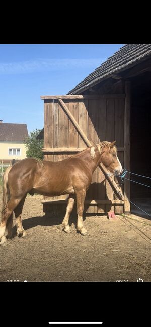Jung Wallach, Gypsie , Horses For Sale, Heiligenkreuz Im Lafnitztal