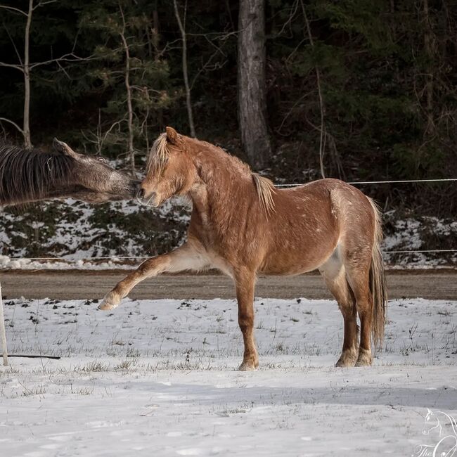 Junges Welsh A Pony mit Papier, Nadja Klement , Horses For Sale, Enzersdorf/Fischa, Image 4