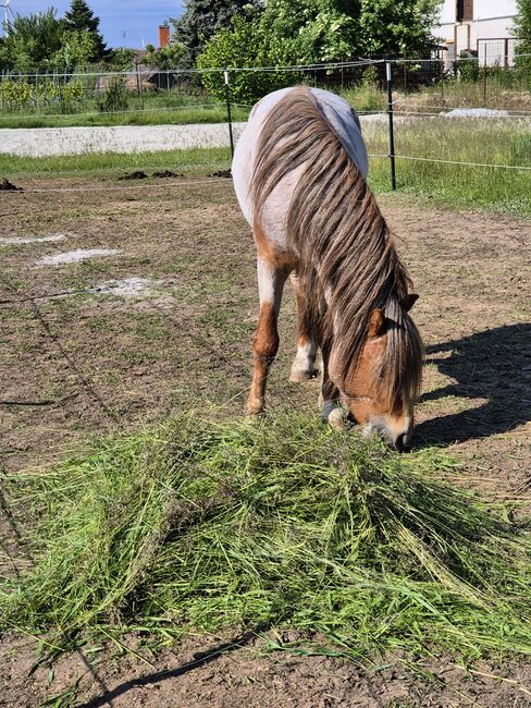 Junges Welsh A Pony mit Papier, Nadja Klement , Horses For Sale, Enzersdorf/Fischa, Image 6