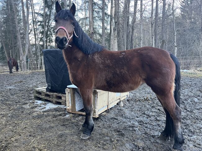 Ungarische Pony Stute, Sina , Pferd kaufen, Attenhofen, Abbildung 2