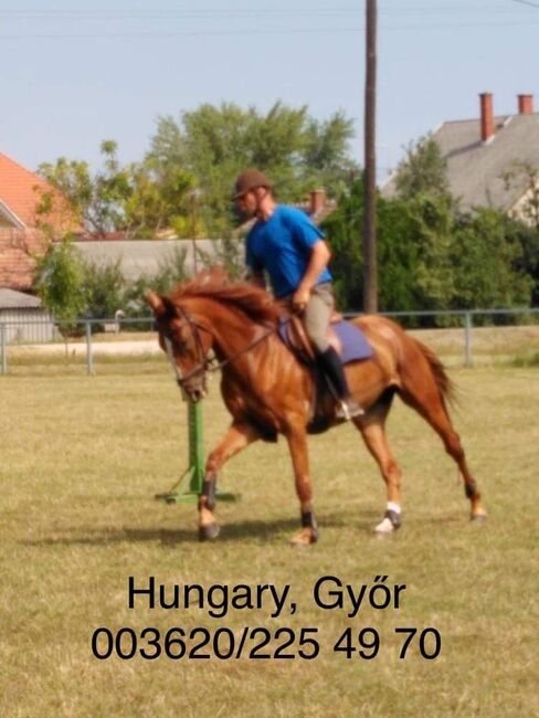 Ungarische sportpferd stute, Viola, Pferd kaufen, Győr