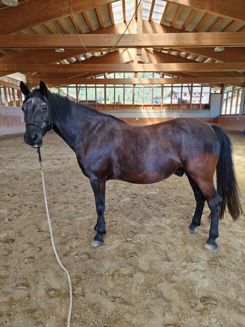 Ungarischer Warmblutmix, Eva Urthaler, Pferd kaufen, Olang