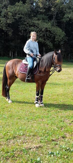 Ungarisches Reitpony, Gerlinde, Pferd kaufen, Klagenfurt