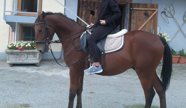 Ungarisches Sportpferd, Catharina , Pferd kaufen, Ellbögen, Abbildung 4