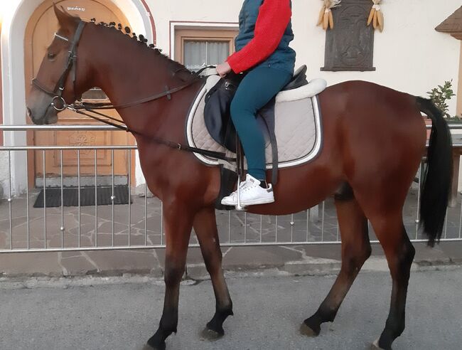 Ungarisches Sportpferd, Catharina , Pferd kaufen, Ellbögen, Abbildung 4