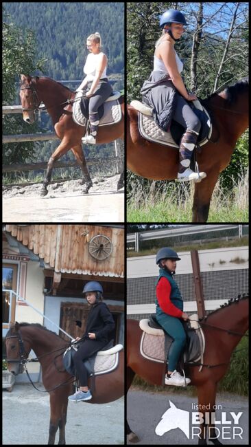 Ungarisches Sportpferd, Catharina , Pferd kaufen, Ellbögen, Abbildung 11