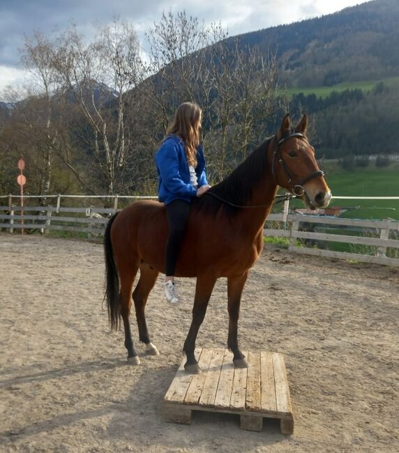 Ungarisches Sportpferd, Catharina , Pferd kaufen, Ellbögen, Abbildung 10