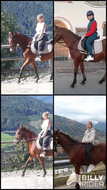 Ungarisches Sportpferd, Catharina , Pferd kaufen, Ellbögen, Abbildung 9