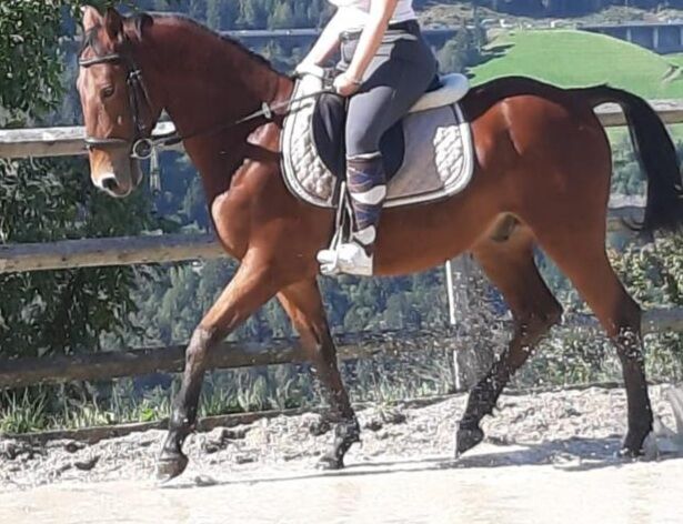 Ungarisches Sportpferd, Catharina , Pferd kaufen, Ellbögen