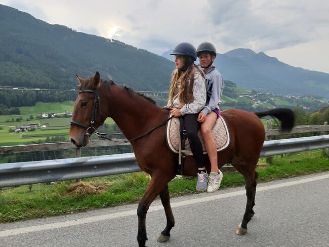 Ungarisches Sportpferd, Catharina , Pferd kaufen, Ellbögen, Abbildung 9