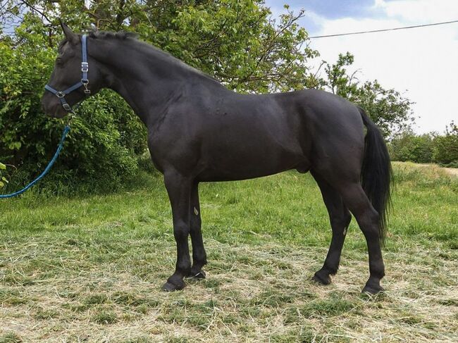 Hungarian Sport Horse., Jozsef, Pferd kaufen, Békés