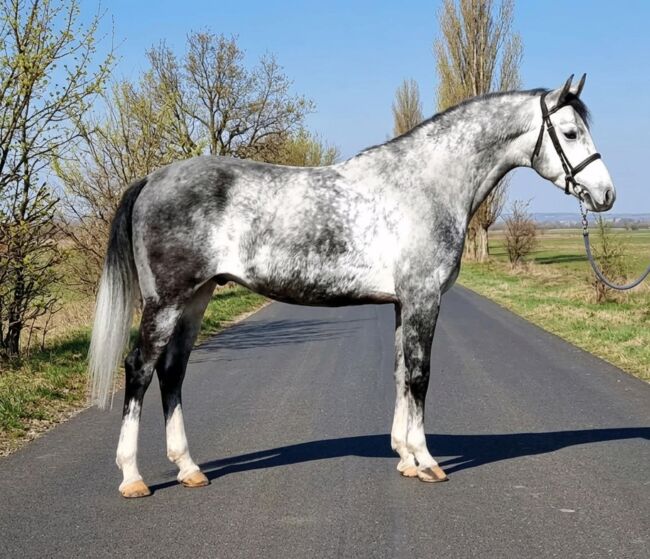 Hungarian Sport Horse, Jozsef, Pferd kaufen, Békés