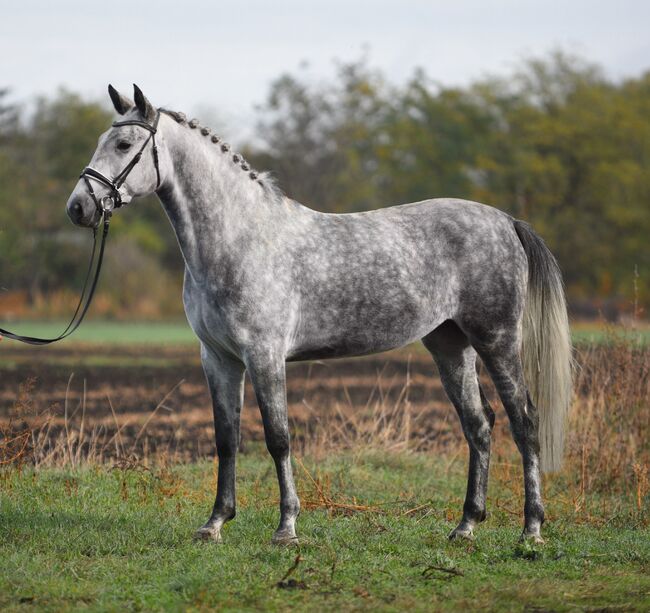 Ungarisches Sportpferd, Stute, 6 Jahre, 168 cm, Schimmel, Izmos, Pferd kaufen, Békésszentandrás, Abbildung 3