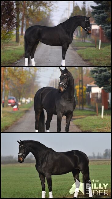 Ungarisches Sportpferd, Stute, 8 Jahre, 168 cm, Rappe, Izmos, Pferd kaufen, Békésszentandrás, Abbildung 4