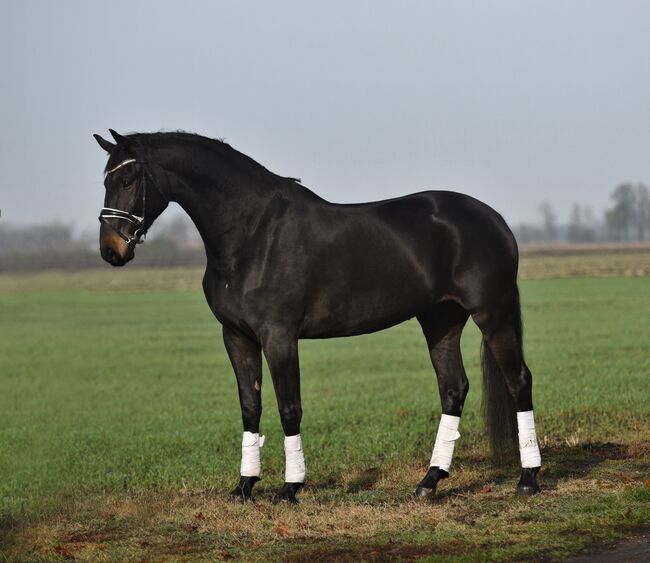 Ungarisches Sportpferd, Stute, 8 Jahre, 168 cm, Rappe, Izmos, Pferd kaufen, Békésszentandrás, Abbildung 3