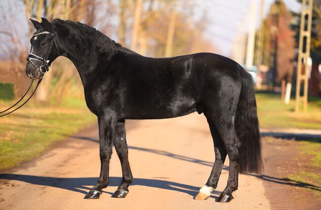 Ungarisches Sportpferd, Wallach, 6 Jahre, 150 cm, Rappe, Izmos, Pferd kaufen, Békésszentandrás