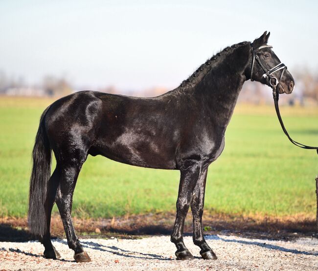 Ungarisches Sportpferd, Wallach, 6 Jahre, 150 cm, Rappe, Izmos, Pferd kaufen, Békésszentandrás, Abbildung 3