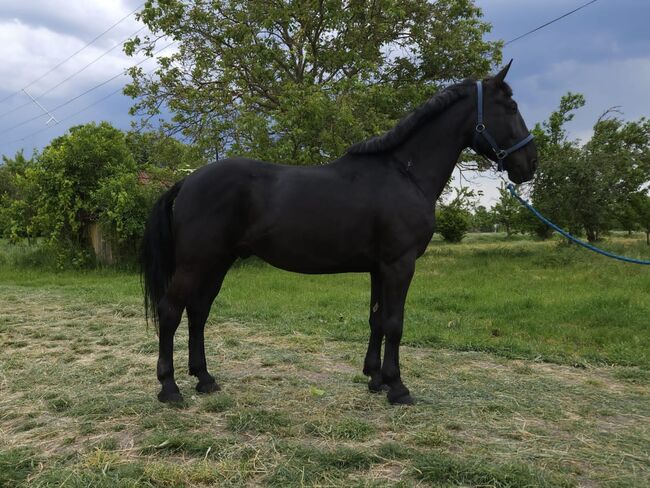 Hungarian Horse, Jozsef, Horses For Sale, Békés, Image 3