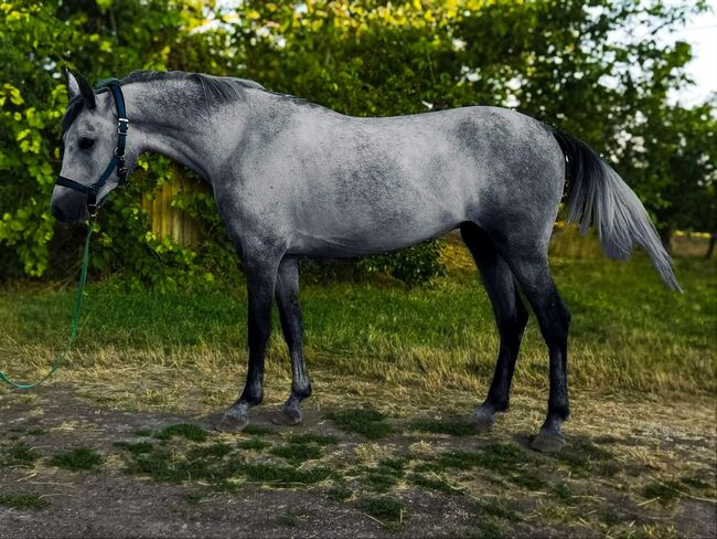 Hungarian Jumping horse, Jozsef, Horses For Sale, Békés
