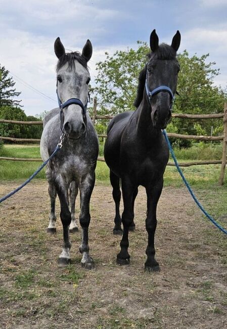 Hungarian sport Horse, Jozsef, Horses For Sale, Békés