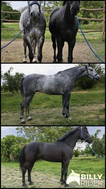 Hungarian sport Horse, Jozsef, Horses For Sale, Békés, Image 4