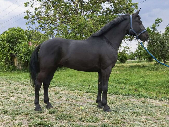 Hungarian sport Horse, Jozsef, Horses For Sale, Békés, Image 3