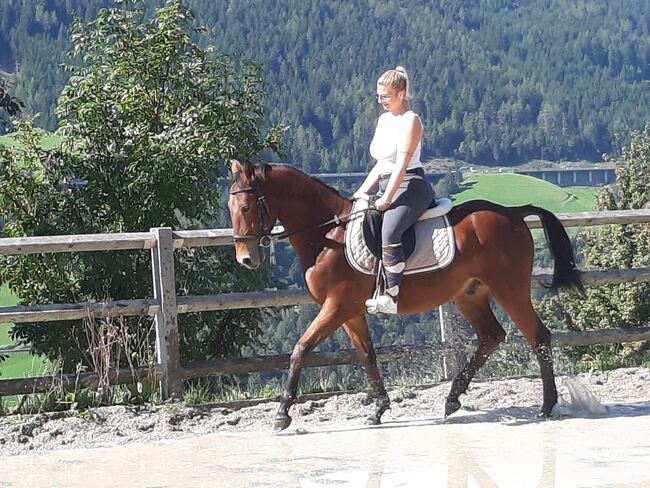 Ungarisches Sportpferd, Catharina , Horses For Sale, Ellbögen, Image 7