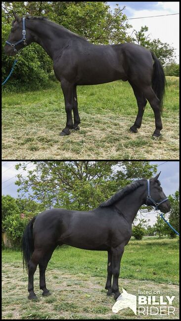 Hungarian Sport Horse., Jozsef, Horses For Sale, Békés, Image 3