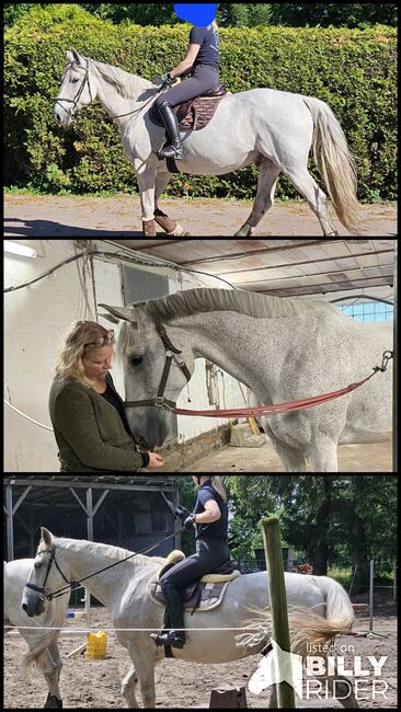 Ungarischer Warmblut Wallach, Birte, Horses For Sale, Friedrichsgraben, Image 4