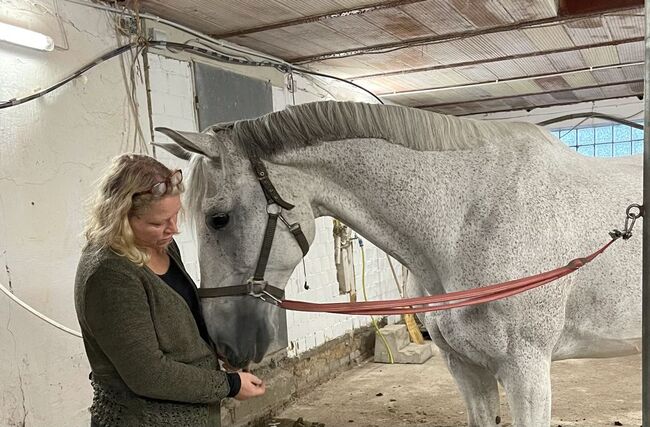 Ungarischer Warmblut Wallach, Birte, Horses For Sale, Friedrichsgraben, Image 2