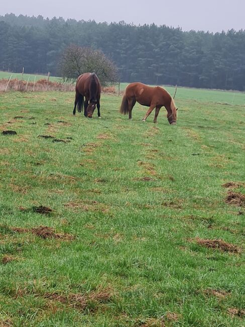 Ungarisches Kaltblut, Lisa Rieger , Horses For Sale, Lühsdorf, Image 6