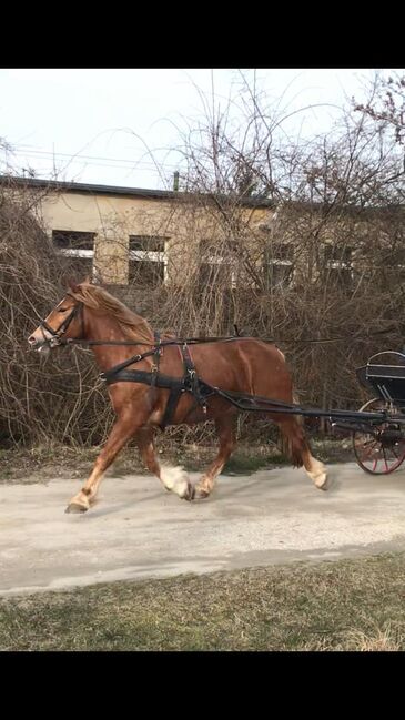 Ungarisches Kaltblut, Lisa Rieger , Horses For Sale, Lühsdorf, Image 7