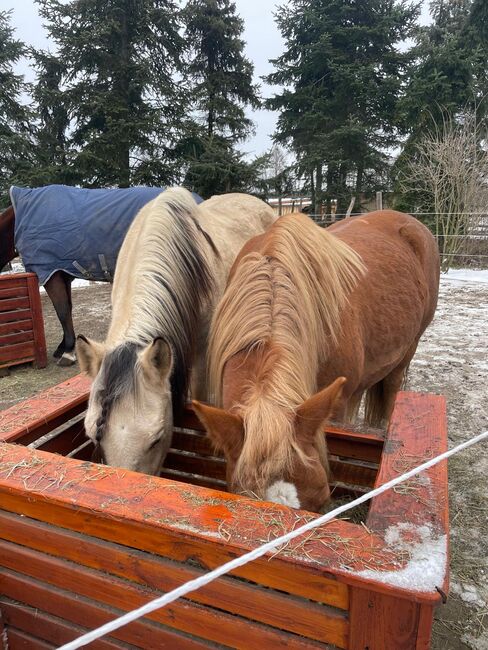 Ungarisches Kaltblut, Lisa Rieger , Horses For Sale, Lühsdorf, Image 4