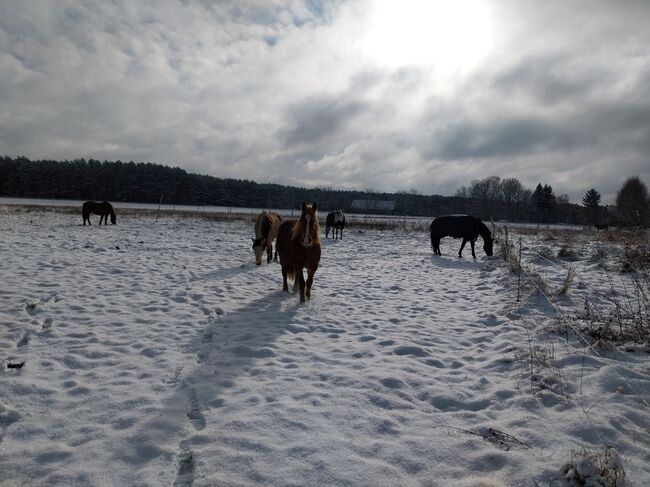 Ungarisches Kaltblut, Lisa Rieger , Horses For Sale, Lühsdorf, Image 3