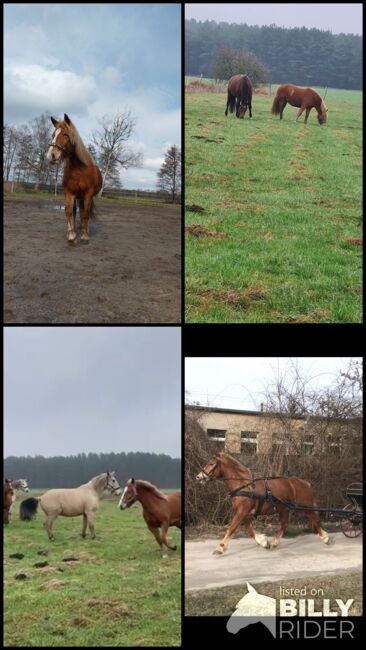 Ungarisches Kaltblut, Lisa Rieger , Horses For Sale, Lühsdorf, Image 8