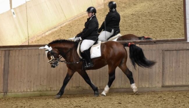 Ungarisches Warmblut 5, Leandra Menke , Horses For Sale, Gelsenkirchen , Image 8