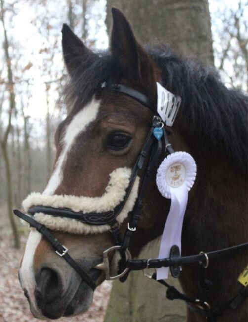 Ungarisches Warmblut 5, Leandra Menke , Horses For Sale, Gelsenkirchen , Image 9