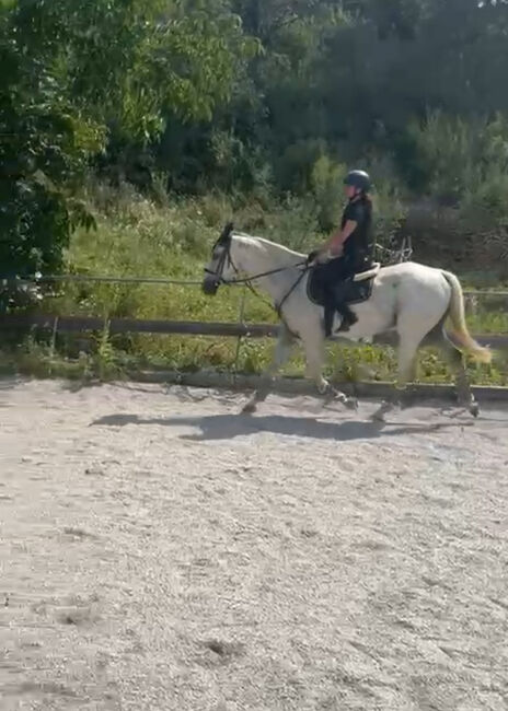 Ungarisches Warmblut, Alesia Ramhofer, Horses For Sale, Walpersbach, Image 6