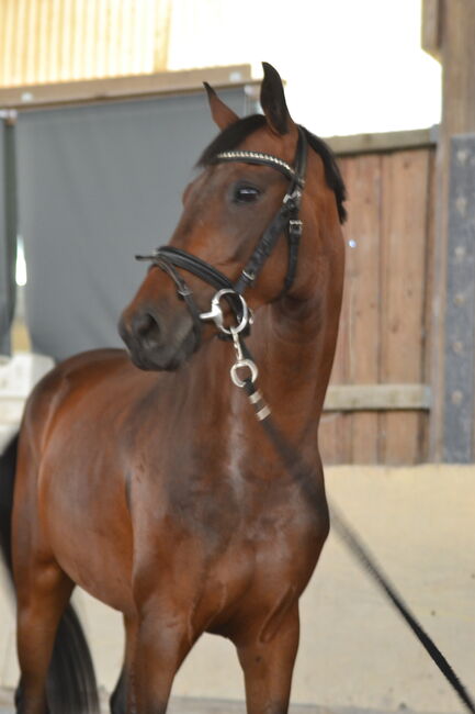 Gangstarkes, kopfklares Nachwuchspferd sucht neues Zuhause, F.L, Horses For Sale, Würzburg, Image 3