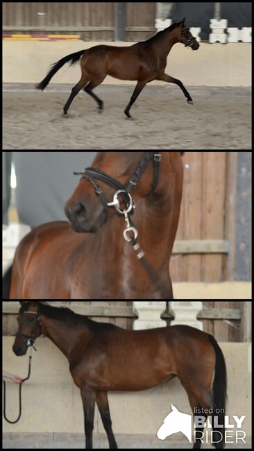 Gangstarkes, kopfklares Nachwuchspferd sucht neues Zuhause, F.L, Horses For Sale, Würzburg, Image 4