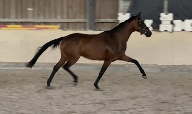Gangstarkes, kopfklares Nachwuchspferd sucht neues Zuhause, F.L, Horses For Sale, Würzburg